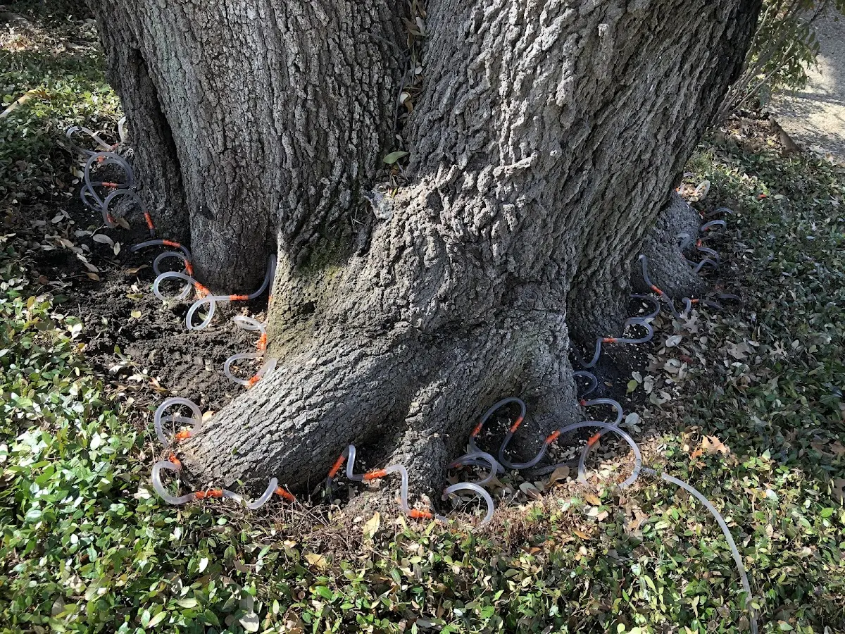 Detailed Tree Cabling and Bracing job site in North Fort Myers